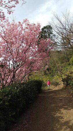 蒲郡市形原町にある春日山の桜を見に行きました ありがとうの人生ブログ